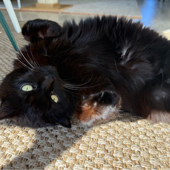 sunnyeclairs